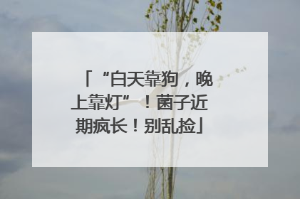 “白天靠狗，晚上靠灯”！菌子近期疯长！别乱捡