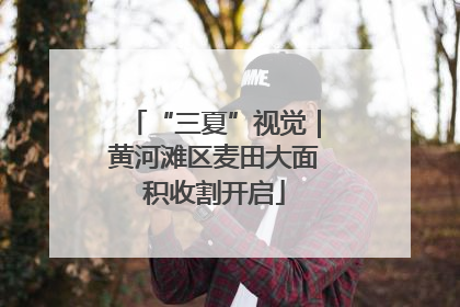 “三夏”视觉｜黄河滩区麦田大面积收割开启