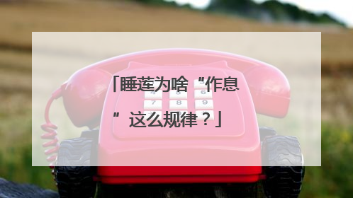 睡莲为啥“作息”这么规律？