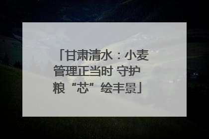 甘肃清水：小麦管理正当时 守护粮“芯”绘丰景