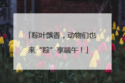 粽叶飘香，动物们也来“粽”享端午！