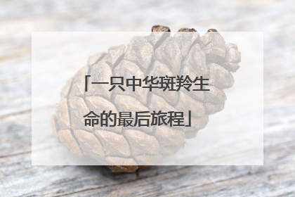 一只中华斑羚生命的最后旅程