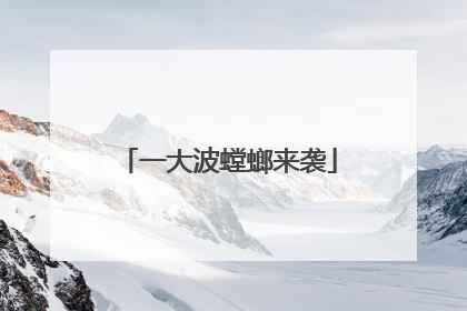 一大波螳螂来袭