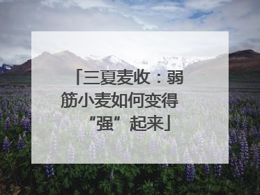 三夏麦收：弱筋小麦如何变得“强”起来