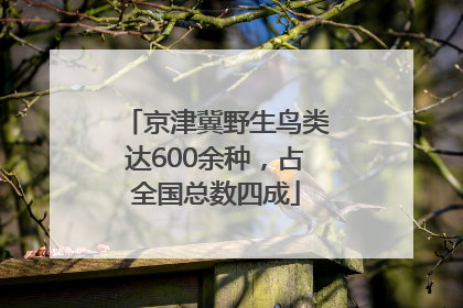 京津冀野生鸟类达600余种，占全国总数四成