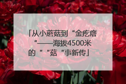 从小蘑菇到“金疙瘩“——海拔4500米的““菇“事新传
