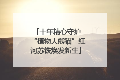 十年精心守护 “植物大熊猫”红河苏铁焕发新生