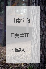 南宁向日葵盛开引游人