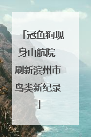 冠鱼狗现身山航院 刷新滨州市鸟类新纪录