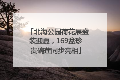 北海公园荷花展盛装迎夏，169盆珍贵碗莲同步亮相