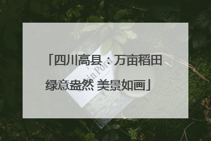 四川高县：万亩稻田绿意盎然 美景如画