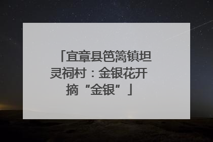 宜章县笆篱镇坦灵祠村：金银花开摘“金银”