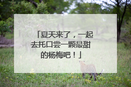夏天来了，一起去托口尝一颗最甜的杨梅吧！