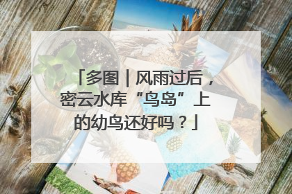多图｜风雨过后，密云水库“鸟岛”上的幼鸟还好吗？