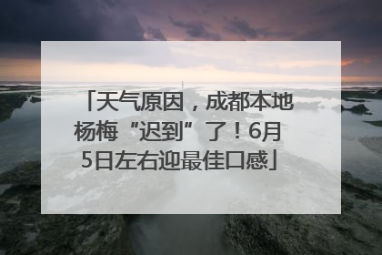 天气原因，成都本地杨梅“迟到”了！6月5日左右迎最佳口感