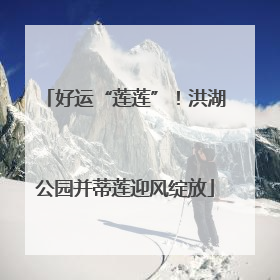 好运“莲莲”！洪湖公园并蒂莲迎风绽放