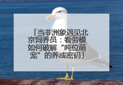 当非洲象遇见北京饲养员：看劳模如何破解“吨位萌宠”的养成密码