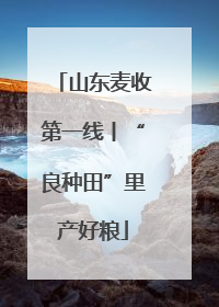 山东麦收第一线丨“良种田”里产好粮