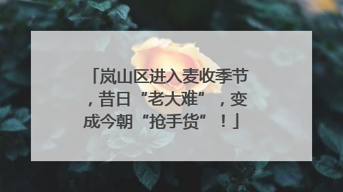 岚山区进入麦收季节，昔日“老大难”，变成今朝“抢手货”！