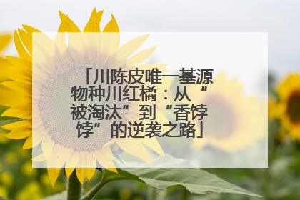 川陈皮唯一基源物种川红橘：从“被淘汰”到“香饽饽”的逆袭之路