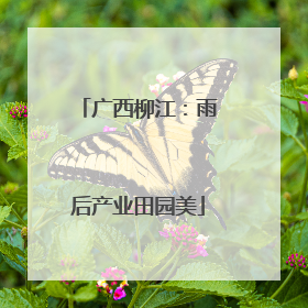 广西柳江：雨后产业田园美