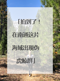 拍到了！在南通这片海域出现伪虎鲸群