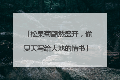 松果菊翩然盛开，像夏天写给大地的情书