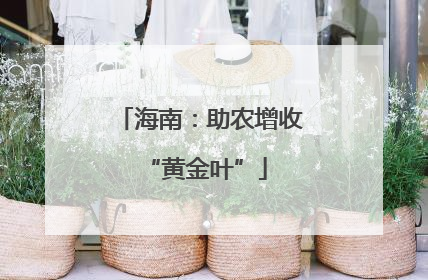 海南：助农增收 “黄金叶”