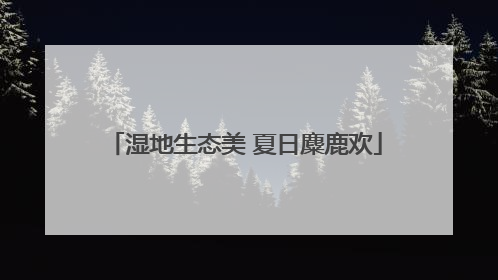 湿地生态美 夏日麋鹿欢