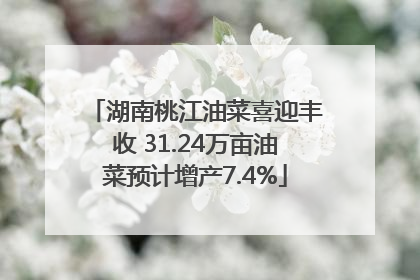 湖南桃江油菜喜迎丰收 31.24万亩油菜预计增产7.4%