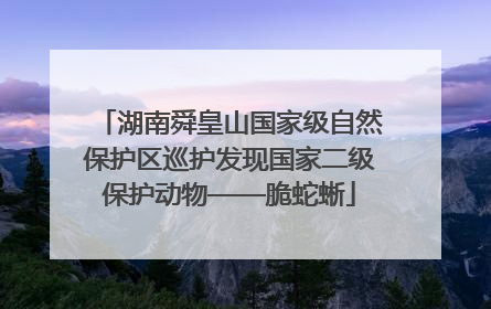 湖南舜皇山国家级自然保护区巡护发现国家二级保护动物——脆蛇蜥