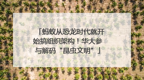蚂蚁从恐龙时代就开始搞组织架构！华大参与解码“昆虫文明”