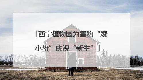 西宁植物园为雪豹“凌小蛰”庆祝“新生”