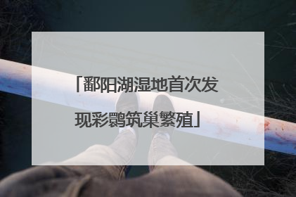 鄱阳湖湿地首次发现彩鹮筑巢繁殖