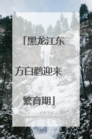 黑龙江东方白鹳迎来繁育期